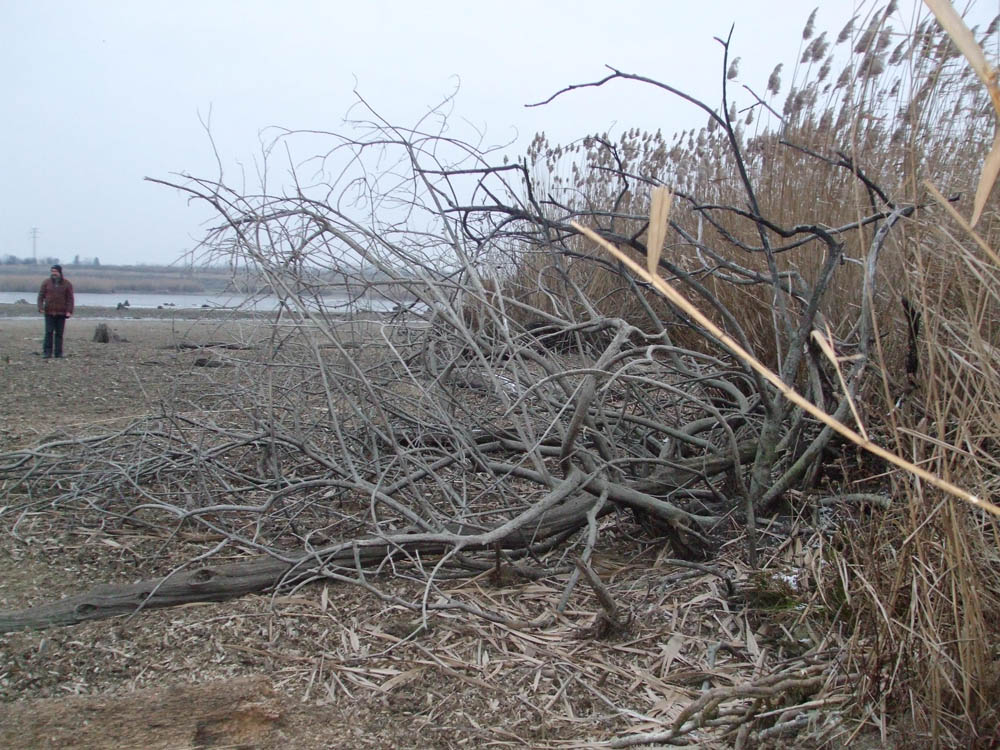 TANCABESTI SECAT - DSCF3468.jpg